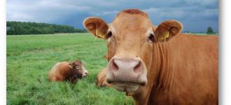 cow.jpg?itok=FIxfs5Kg