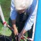 Releasing A. stellatus in Tulcea, 2013.