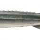 Acipenser ruthenus (Sterlet)