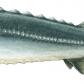 Huso huso (Beluga)