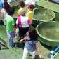 Releasing A. stellatus in Tulcea, 2013.