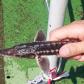 Acipenser stellatus. 