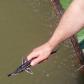 Releasing A. stellatus in Tulcea, 2013.