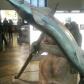 Ancient sturgeon hunting, Naturhistorisches Museum, Vienna. 