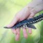 Acipenser stellatus. 