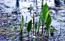 eutrophication.jpg?itok=KUG1tFX1