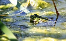 frog-in-stuff.jpg?itok=dHyqhBNn