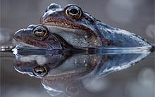 frogs.jpg?itok=9t1DzSS8