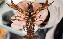 jds2-crustacean.jpg?itok=NCzQ0iCr