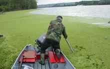 jds2-duckweed.jpg?itok=z-SIpEip