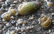 jds2-mussels-shells.jpg?itok=mGwB_0T7