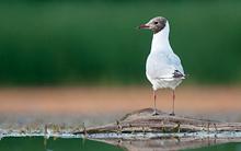 kudich-seagull.jpg?itok=IBVbMJH3