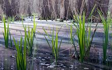 kudich-wetlands.jpg?itok=cbletmC4