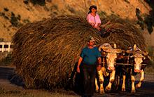romania-farmers.jpg?itok=LLwvAfAu
