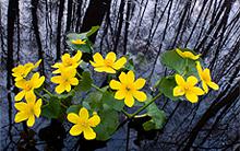 wetlands-kudich.jpg?itok=5QAH6x-4