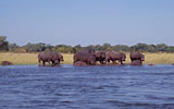 Hippos on the lower Zambezi