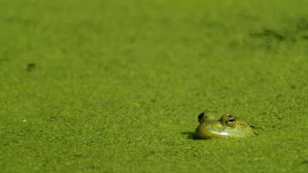 Michael Mill Frog swimming in an eutrophic lake