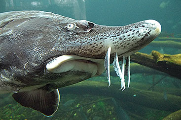 A home for living fossils – protecting the sturgeons habitats | ICPDR - International Commission for the Protection of the Danube River A home for living fossils – protecting the sturgeons habitats | ICPDR - International Commission for the Protection of the Danube River