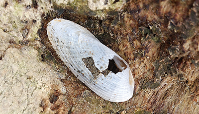 © Dr. Boris Aleksandrov