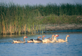 a flock of seagulls are swimming in a body of water