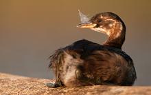 bird-kudich.jpg?itok=gcVNHME1
