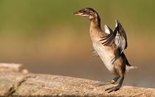bird-kudich2.jpg?itok=9n0_QwRX