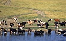 cows-coast.jpg?itok=Y-aOs4Xx