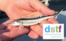 sturgeon-tf_0.jpg?itok=-FFpZoi7