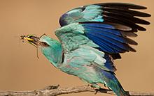 thumbnail-wildlife.jpg?itok=kPEuHX-t