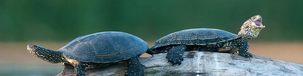 Plants & Animals | ICPDR - International Commission for the Protection of  the Danube River
