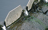 Credit: GWP Hungary/Keresztes a bird standing on the side of a river