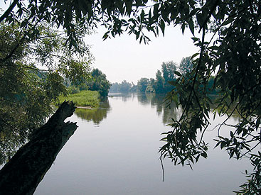 Credit: Zóka a tree next to a body of water
