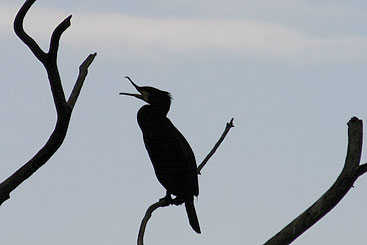 Credit: Baumgartner a bird perched on a tree branch