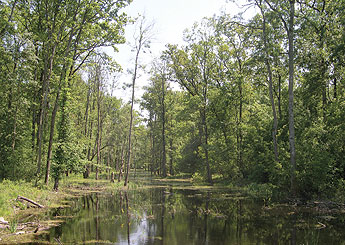 a tree next to a body of water