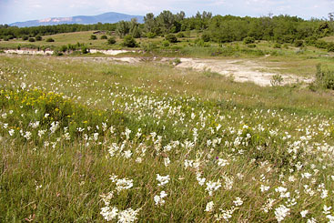 Credit: Danube-Ipoly National Park a herd of sheep grazing in a grassy field