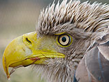 Credit: Mikuska a close up of a bird