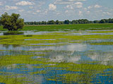 a close up of a pond