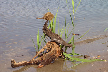 Credit: Brebán a duck in a body of water