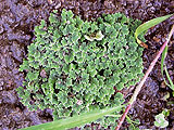 a close up of a piece of broccoli