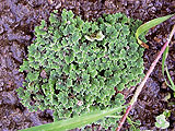 Credit: ICPDR a close up of a piece of broccoli