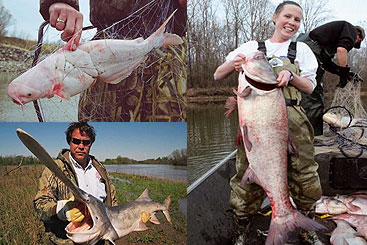 Credit: Hoover/US Army Engineer Research and Development Center a person holding a fish