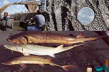 Credit: Hoover/US Army Engineer, George/US Army Engineer Research and Development Center a person holding a fish