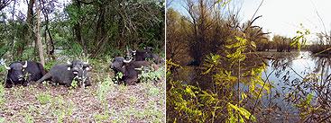 Credit: WWF/Vaszko/Avis a group of people in a forest