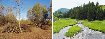 a path with trees on the side of a dirt field