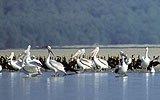 a flock of seagulls are swimming in a body of water