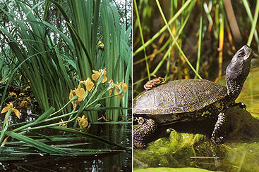 Credit: NP Danube Floodplains/Kern (left), and NP Danube Floodplains/GolebiowskiNavara (right) a turtle in the grass