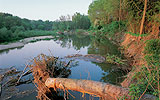 Credit: NP Danube Floodplains/Popp a tree next to a body of water