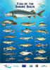 Danube Fish Poster
