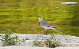 a bird standing next to a body of water