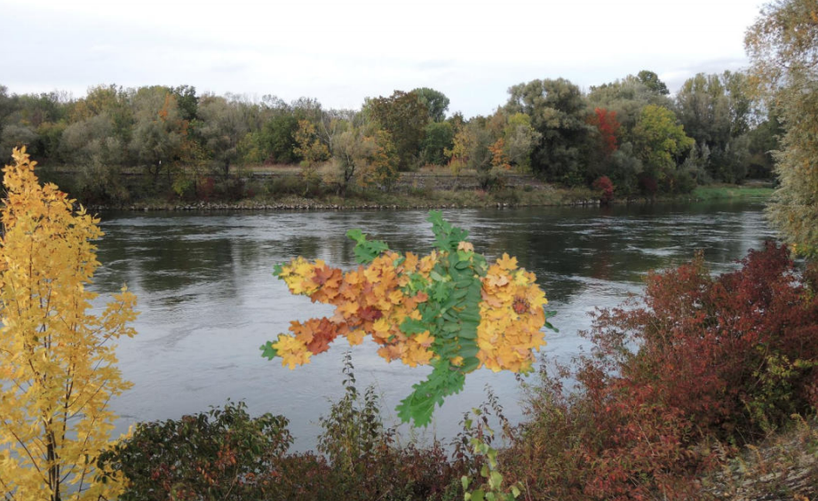 a body of water surrounded by trees